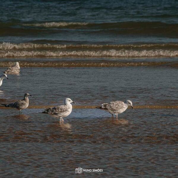 Gaivotas em Harmonia